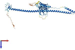 TRIM14 Protein (AA 1-442) (His tag)