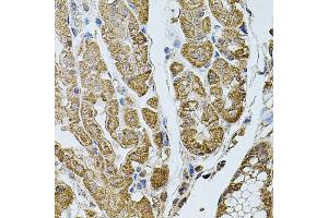 Immunohistochemistry of paraffin-embedded human stomach using CHRFA antibody (ABIN6131933, ABIN6138559, ABIN6138561 and ABIN6223818) at dilution of 1:100 (40x lens). (CHRFAM7A Antikörper  (AA 1-150))