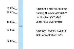 Western Blotting (WB) image for anti-Mitochondrial Fission Regulator 1 (MTFR1) (C-Term) antibody (ABIN971200) (MTFR1 Antikörper  (C-Term))