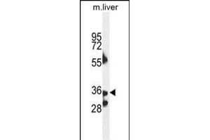 B3GNT4 Antaibody (Center) (ABIN654653 and ABIN2844349) western blot analysis in mouse liver tissue lysates (35 μg/lane). (B3GNT4 Antikörper  (AA 233-260))