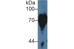 Western Blotting (WB) image for anti-serpin Peptidase Inhibitor, Clade B (Ovalbumin), Member 9 (SERPINB9) (AA 1-376) antibody (ABIN7435502)