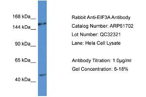 Western Blotting (WB) image for anti-Eukaryotic Translation Initiation Factor 3 Subunit A (EIF3A) (C-Term) antibody (ABIN786472) (EIF3A Antikörper  (C-Term))
