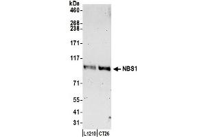 anti-NLR Family, Pyrin Domain Containing 2 (NLRP2) (AA 701-751) antibody