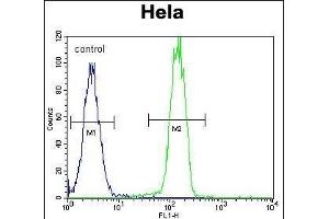 RP1 Antibody (N-term) (ABIN390353 and ABIN2840765) flow cytometric analysis of Hela cells (right histogram) comred to a negative control cell (left histogram). (PARP1 Antikörper  (N-Term))