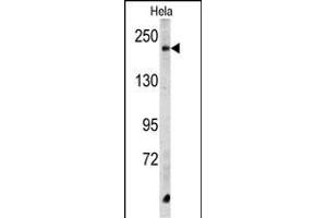 Western blot analysis of CPD Antibody (C-term) (ABIN390685 and ABIN2840976) in Hela cell line lysates (35 μg/lane). (CPD Antikörper  (C-Term))