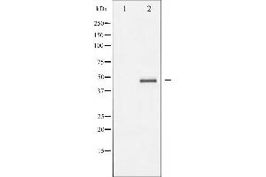 Western blot analysis of Aurora Kinase expression in serum treated 293 whole cell lysates,The lane on the left is treated with the antigen-specific peptide. (Aurora A Antikörper  (Internal Region))