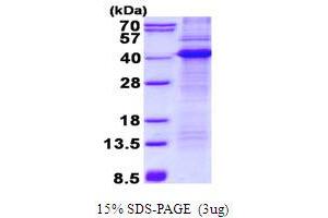 Image no. 1 for CD68 Molecule (CD68) protein (His tag) (ABIN1098674) (CD68 Protein (His tag))