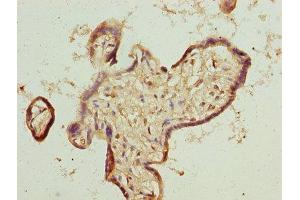 Immunohistochemistry of paraffin-embedded human placenta tissue using ABIN7173261 at dilution of 1:100