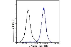 (ABIN6391353) Flow cytometric analysis of paraformaldehyde fixed A431 cells (blue line), permeabilized with 0. (IRF4 Antikörper  (AA 393-407))