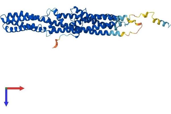 TTYH1 Protein (AA 1-450) (His tag)