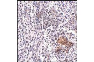 Immunohistochemistry of SHOC2 in human spleen tissue with this product at 5 μg/ml. (SHoc2/Sur8 Antikörper  (N-Term))