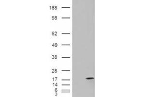 Image no. 3 for anti-Fatty Acid Binding Protein 2, Intestinal (FABP2) (C-Term) antibody (ABIN374817) (FABP2 Antikörper  (C-Term))