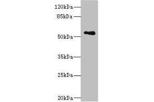 Western blot All lanes: ZSCAN32 antibody at 1 μg/mL + MCF-7 whole cell lysate Secondary Goat polyclonal to rabbit IgG at 1/10000 dilution Predicted band size: 79, 55, 47 kDa Observed band size: 55 kDa