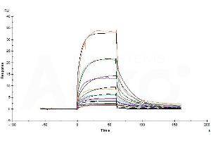 Functional Studies (Func) image for Human Serum Albumin (HSA) (AA 25-609) protein (His tag) (ABIN2181228)