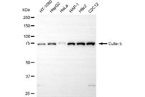 Western blotting analysis using cullin 5 antibody (ABIN7798182). (Rekombinanter Cullin 5 Antikörper)