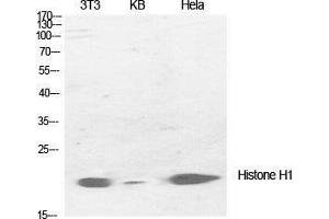 Western Blot (WB) analysis of specific cells using Histone H1 Polyclonal Antibody.