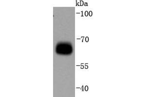 293T Cell lysates, probed with AMPK alpha 1(S496) (11G1) Monoclonal Antibody  at 1:1000 overnight at 4˚C. (PRKAA1 Antikörper  (pSer496))
