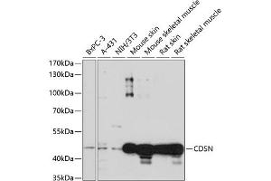 Western blot analysis of extracts of various cell lines, using CDSN antibody (ABIN7266503) at 1:1000 dilution. (Corneodesmosin Antikörper  (AA 100-200))