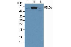 Figure. (SMAD5 Antikörper  (AA 210-464))