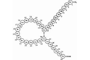 Image no. 1 for Brain Natriuretic Peptide (BNP) (AA 1-32) peptide (ABIN399309) (Brain Natriuretic Peptide (BNP) (AA 1-32) Peptid)