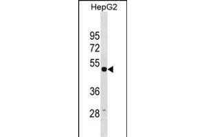TUBG1 Antibody (N-term) (ABIN1881959 and ABIN2838729) western blot analysis in HepG2 cell line lysates (35 μg/lane).