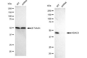 Western blotting analysis using HDAC3 antibody (ABIN7798932). (Rekombinanter HDAC3 Antikörper)