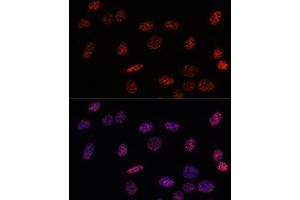 Immunofluorescence analysis of U-2OS using SF3B1 antibody (ABIN7270543) at dilution of d100 (40x lens). (SF3B1 Antikörper  (AA 1-144))