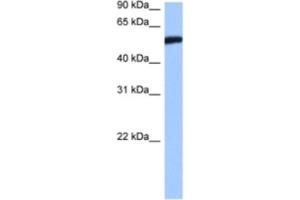 Western Blotting (WB) image for anti-High-Mobility Group 20A (HMG20A) antibody (ABIN2460562) (HMG20A Antikörper)