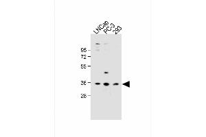 All lanes : Anti-OR6C3 Antibody (Center) at 1:1000 dilution Lane 1: LNCap whole cell lysate Lane 2: PC-3 whole cell lysate Lane 3: 293 whole cell lysate Lysates/proteins at 20 μg per lane.