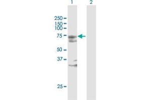 Western Blot analysis of MYST2 expression in transfected 293T cell line by MYST2 MaxPab polyclonal antibody. (MYST2 Antikörper  (AA 1-611))