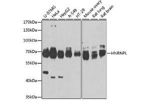 Western blot analysis of extracts of various cell lines, using HNRNPL antibody. (HNRNPL Antikörper  (AA 282-589))