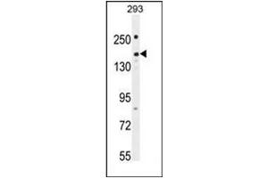 Western blot analysis of PKHG1 Antibody (C-term) in 293 cell line lysates (35ug/lane). (PLEKHG1 Antikörper  (C-Term))
