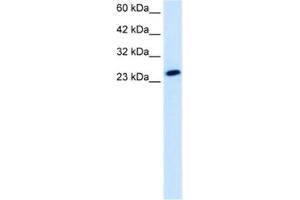 Western Blotting (WB) image for anti-TBP-Like 1 (TBPL1) antibody (ABIN2461203) (TBPL1 Antikörper)