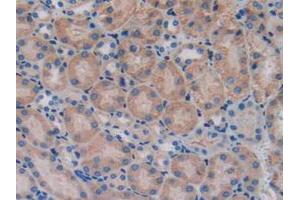 IHC-P analysis of Mouse Kidney Tissue, with DAB staining. (SERPINA10 Antikörper  (AA 22-448))
