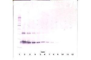 Image no. 1 for anti-Ciliary Neurotrophic Factor (CNTF) antibody (ABIN465750) (CNTF Antikörper)
