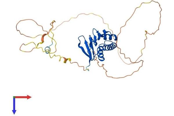 TOB2 Protein (AA 1-344) (His tag)