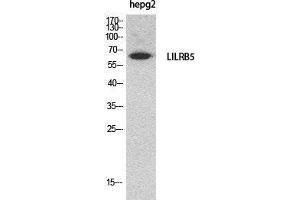 Western Blot (WB) analysis of HepG2 cells using CD85c Polyclonal Antibody. (LILRB5 Antikörper  (Internal Region))