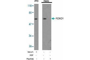 Western blot analysis of extract from 293 and Hela using FOXO1 polyclonal antibody  .