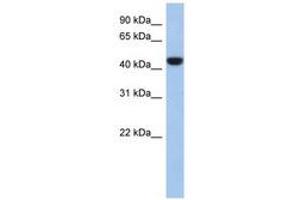 Image no. 1 for anti-Proline Rich 30 (PRR30) (AA 323-372) antibody (ABIN6741378)