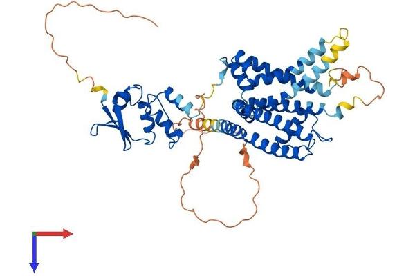 KCNA2 Protein (AA 1-499) (His tag)