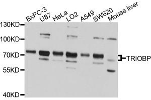 Western blot analysis of extracts of various cell lines, using TRIOBP antibody (ABIN1875210) at 1:1000 dilution. (TRIOBP Antikörper)