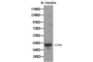 Western Blotting (WB) image for anti-c-Fos (c-Fos) antibody (ABIN1872715) (c-FOS Antikörper)
