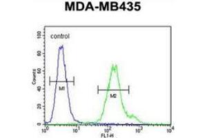 Flow cytometric analysis of MDA-MB435 cells (right histogram) compared to a negative control cell (left histogram) using Metaxin-2 Antibody (C-term), followed by FITC-conjugated goat-anti-rabbit secondary antibodies.
