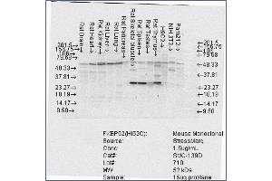 Western Blotting (WB) image for anti-FK506 Binding Protein 4, 59kDa (FKBP4) antibody (Atto 488) (ABIN2486520)