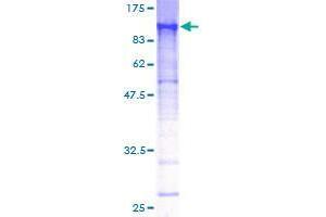ECD/SGT1 Protein (AA 1-644) (GST tag)