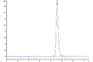 The purity of Human LAMP5 is greater than 95 % as determined by SEC-HPLC. (LAMP5 Protein (AA 30-235) (His tag))