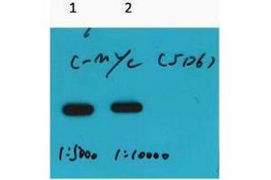 Western Blotting (WB) image for anti-Myc Tag antibody (ABIN3178577) (Myc Tag Antikörper)