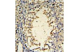 Immunohistochemistryanalysis in formalin fixed and paraffin embedded mouse testis tissue reacted with IMP3 Antibody (C-term) followed by peroxidase conjugation of the secondary antibody and DAB staining. (IMP3 Antikörper  (C-Term))