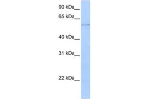 Western Blotting (WB) image for anti-Kynureninase (L-Kynurenine Hydrolase) (KYNU) antibody (ABIN2462923) (KYNU Antikörper)