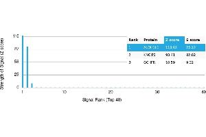 Protein Array (PAr) image for anti-Aldehyde Dehydrogenase 1 Family, Member L1 (ALDH1L1) antibody (ABIN7456198) (ALDH1L1 Antikörper)